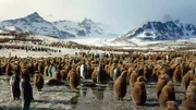 Königspinguinküken mit ihren braunen Flaumfedern warten an einem schneebedeckten Strand in Südgeorgien auf die Rückkehr ihrer Eltern.