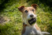Barnabys Familienhund Paddy ist zwar süß, fällt aber durch deutliche Insubordinationsprobleme auf. Er wird ein Fall für die Hundetrainerin.