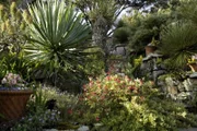 Subtropische Flora vor der Küste Cornwalls: der Abteigarten von Tresco