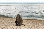 Ein Anubispavian mit Baby am Ufer des Tanganjikasees – die Paviane verbringen die Nächte in den Bäumen des Waldes, aber ihre Tage am Strand.