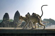 Langschwanzmakaken mit Jungem auf dem Rücken machen einen Spaziergang entlang einer Brüstung in Lopburi, Thailand.