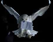 Schnee-Eule “Hedwig” mit Brief