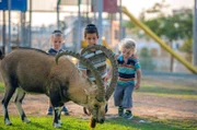 Einheimische Kinder beobachten männliche Steinböcke, die in Mitzpe Ramon, Israel, grasen.