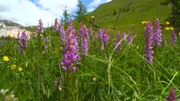 Blumenwelt am Glockner.