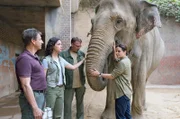 Die alte Elefantendame steht schief. Tierärztin Susanne Mertens (Elisabeth Lanz, r.) vermutet Rheuma. Schwer zu behandeln bei einem Tier, das freiwillig keine Medikamente einnimmt. Das wissen auch ihre Mitarbeiter Conny (Thorsten Wolf, l.) und Karoline Schneider (Maxine Kazis, 2.v.l. mit Komparse).