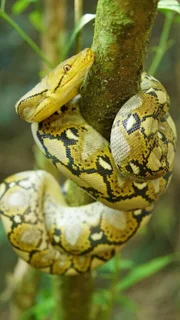 Eine Netzpython (Malayopython reticulatus), die sich um einen dünnen Ast schlängelt