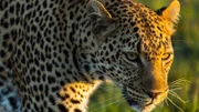 Junge Leopardin. Solche Weibchen werden gelegentlich von der Mutter noch lange in Randbereichen des Revieres geduldet und manchmal übernehmen sie das mütterliche Territorium komplett.