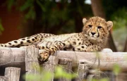 Neu im Waisenhaus für wilde Tiere: der kleine Gepard Tyson. Mit rund 400 weiteren Tiere hat er eine Zuflucht mit weitläufigen Gehegen und engagierten Pflegern gefunden, die ihn fit machen für ein Leben – zurück in der Wildnis.