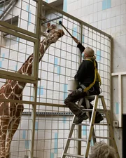 Ultraschall beim Seelöwen.; Target-Training bei der Giraffe.