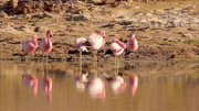 Atacama - Flamingos