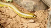 Ein Binnentaipan (Oxyuranus microlepidotus). (Earth Touch Pty Ltd)