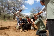 Einmal im Jahr müssen die Strauße auf der Wildtierfarm der namibischen Harnas Wildlife Foundation geimpft werden. Keine leichte Aufgabe, denn die wehrhaften Vögel sind wenig begeistert vom Piks unterm Flügel.