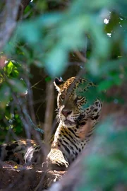 Ein Jaguar ruht aufmerksam im Schatten am Flussufer - jederzeit bereit, Beute zu packen, wenn diese zufällig vorbeikommt. Ein Jaguar ruht aufmerksam im Schatten am Flussufer - jederzeit bereit, Beute zu packen, wenn diese zufällig vorbeikommt.