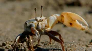 Männliche Winkerkrabben versuchen mit ihrer großen Schere Weibchen zu imponieren.