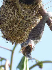 Eine Afrikanische Baumschlange frisst ein Küken aus einem Webervogelnest    +++