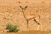 Edmigazelle