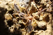 Gelber Mittelmeerskorpion, Walzenspinne