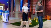 Elton und die Welt der Hunde 1