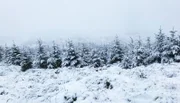 Kielder Forest, schneebedeckt im Winter  +++