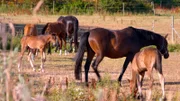 Trakehner zeichnen sich durch ein besonders elegantes Erscheinungsbild aus und werden als Reit- und Sportpferde eingesetzt.