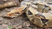 Boa constrictor (Abgottschlange)