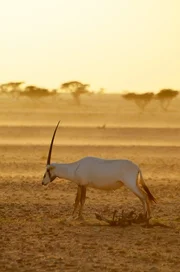 Arabische Oryx