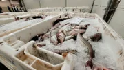 Jeder fünfte verzehrte Fisch weltweit stammt aus illegaler Fischerei.