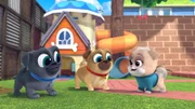 L-R: Bingo, Rolly, Keia BINGO, ROLLY, KEIA