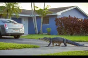 Ein Alligator geht eine Wohnstraße in Miami entlang.