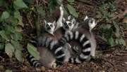 Kattas