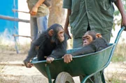 Die Schimpansen JJ und Lemba werden in einer Schubkarre transportiert.