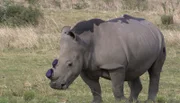Ein Nashorn nach dem kontrollierten Entfernen des Horns.