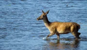 Rothirschkuh beim „Wassertreten“ in der Lausitz.
