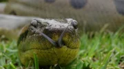 Kopf einer Grünen Anakonda (Eunectes murinus)