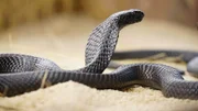 Eine Afrikanische Speikobra (Naja nigricincta woodi) auf Sand