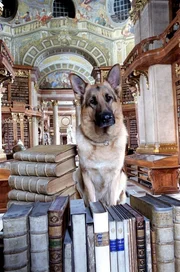 Rex in der Nationalbibliothek. Rex in der Nationalbibliothek.