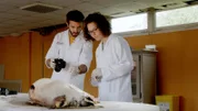 Am forensischen Institut der Universität Lille wird ein menschlicher Todesfall durch ein totes Schwein simuliert.
