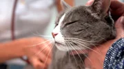 Vor zwei Monaten wurde Katze Colien wegen eines Blasensteins operiert.