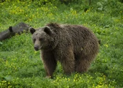 Europäischer Braunbär