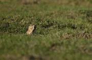 Anatolisches Eichhörnchen
