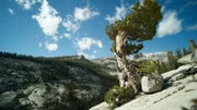 Eine windgepeitschte Kiefer auf den Granitfelsen des Yosemite Nationalparks