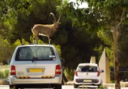 A male ibex, uses a car to reach a nutritious meal of green leaves, Mitze Ramon, Israel