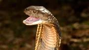 Die Kapkobra, auch Gelbe Kobra genannt, ist eine mittelgroße, hochgiftige Kobraart, die in einer Vielzahl von Biomen im südlichen Afrika vorkommt, darunter Trockensavanne, Fynbos, Bushveld, Wüste und Halbwüste.