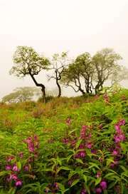 Monsunnebel in Dhofar.