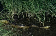 The green anaconda (Eunectes murinus), also known as giant anaconda, common anaconda, common water boa or sucuri, is a boa species found in South America.
