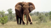 Lange wurden Elefanten wegen ihres Elfenbeins gejagt. Daher sind Exemplare mit so mächtigen Stoßzähnen sehr selten geworden.