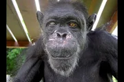 Gregoire stirbt im Alter von 66 Jahren und ist damit der älteste bekannte Schimpanse in Afrika.