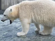 Abschied von Lea: Die schöne Schneeleopardin verlässt die Wilhelma. Und Tochter Lola soll einen Kater bekommen.