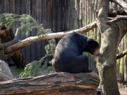 rbb Fernsehen PANDA, GORILLA & CO., TEIL 185, "Geschichten aus dem Zoo Berlin und dem Tierpark Berlin", Malaienbär Johannes hat die lieblichen Düfte von Bärin Tina vernommen.