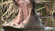 Ein Nilpferd mit aufgerissenem Maul im Wasser.